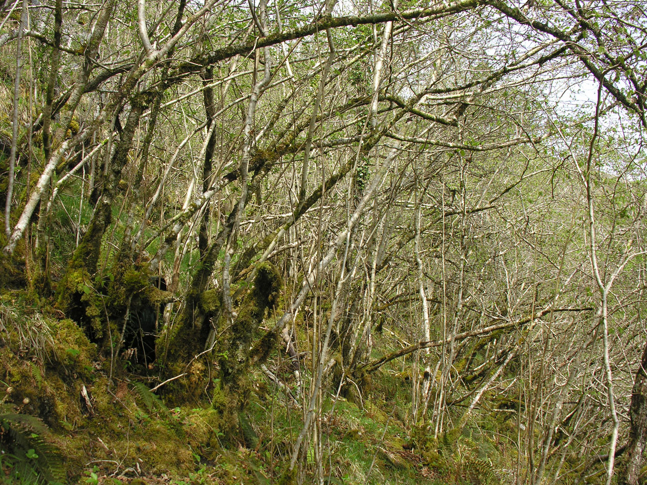 Pyrenula hibernica, Slievecarran, Co Clare
