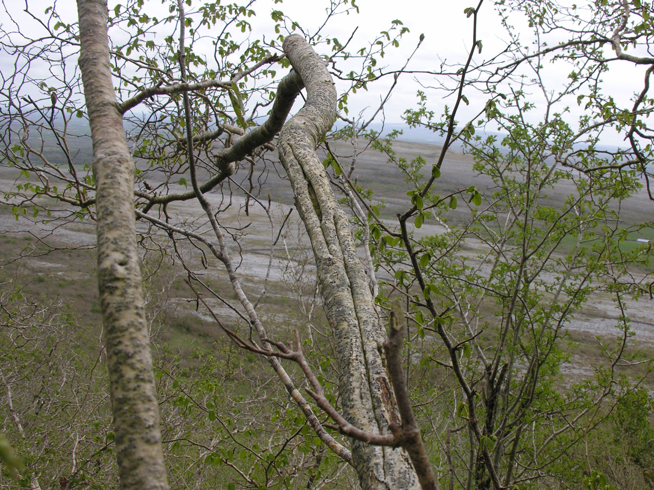 Pyrenula hibernica, Slievecarran, Co Clare