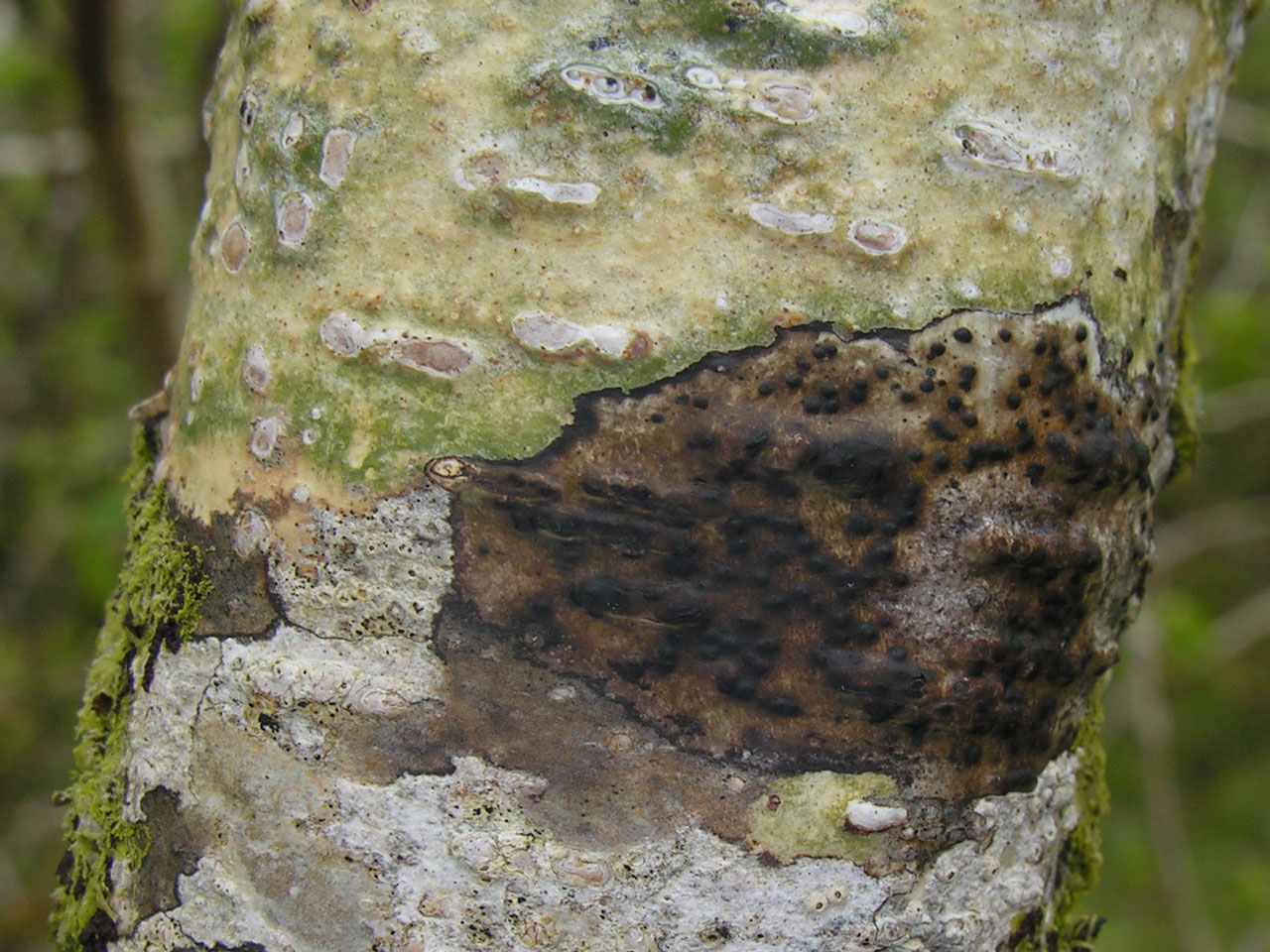 Pyrenula acutispora, Burren, Co Clare
