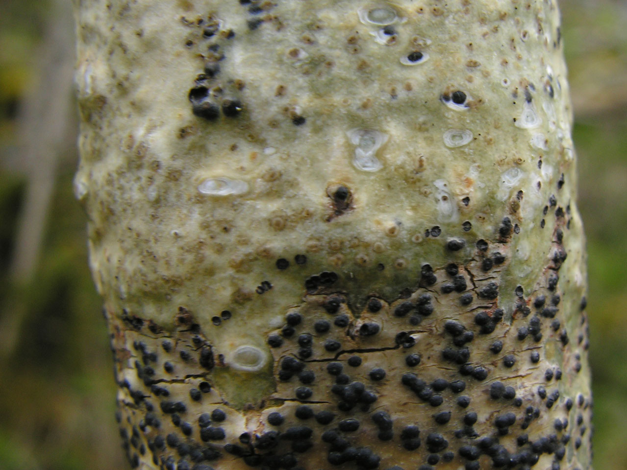 Pyrenula hibernica, Pyrenula macrospora, Slievecarran, Co Clare