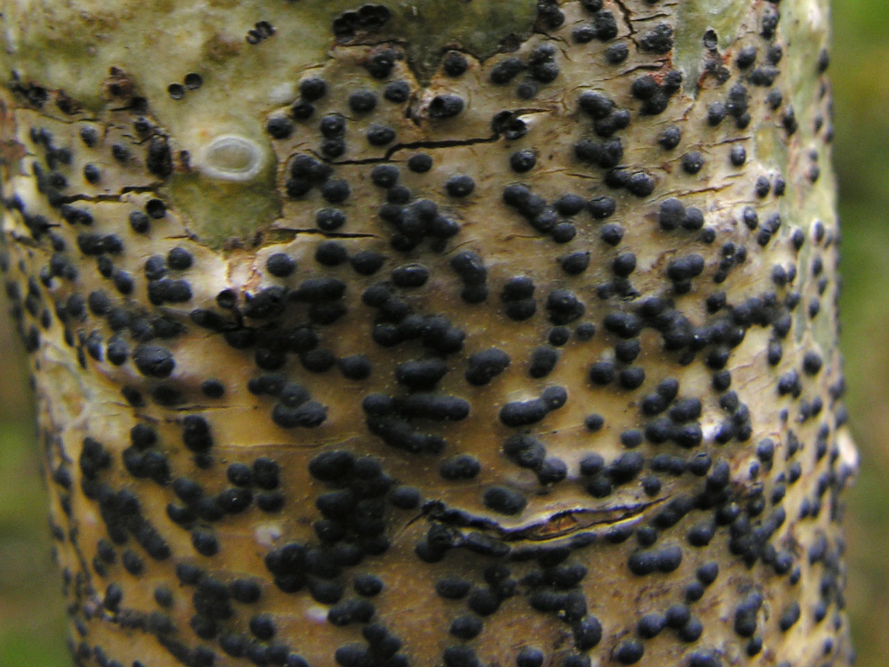 Pyrenula macrospora, Slievecarran, Co Clare