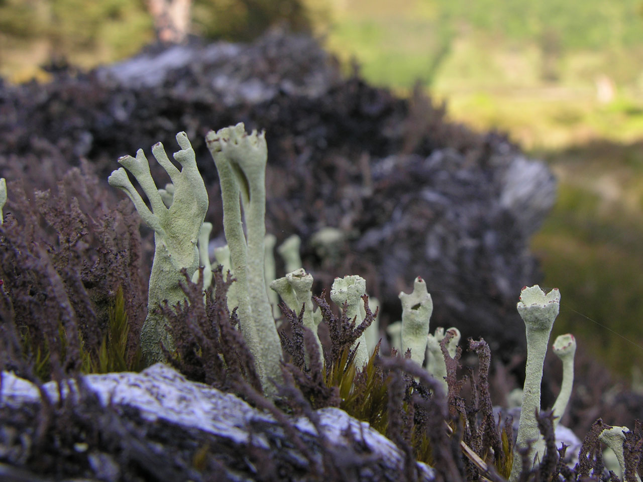 Cladonia sulphurina, Cairngorms
