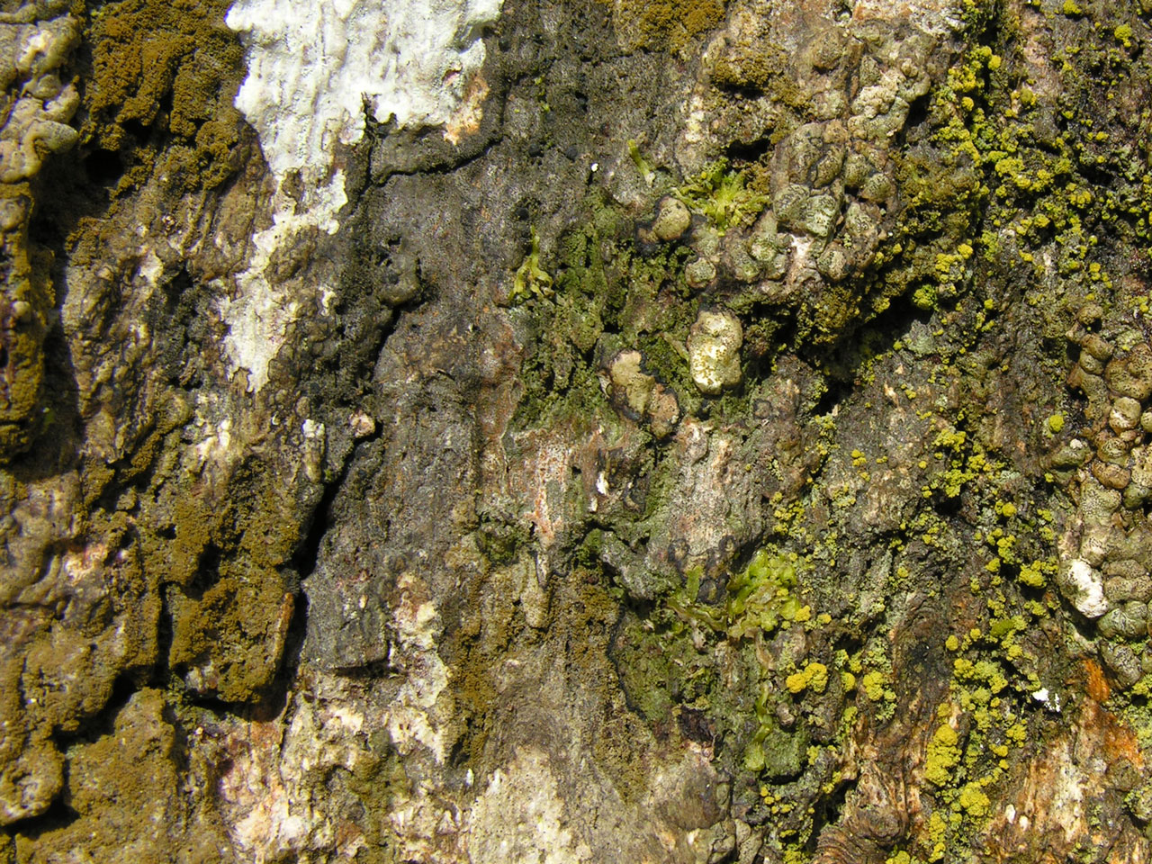 Porina hibernica, Porina coralloidea, Coenogonium confusum, New Forest