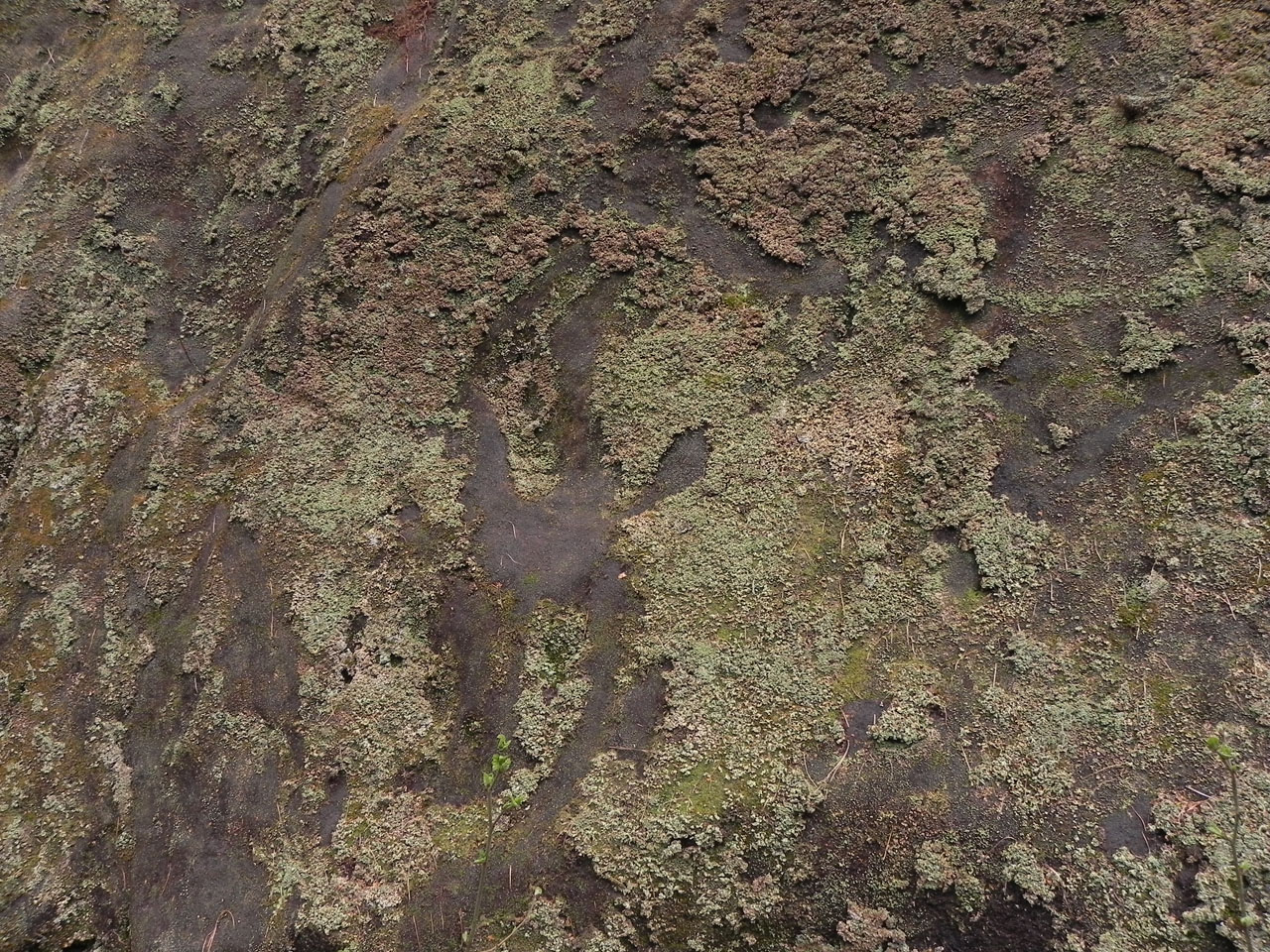 Cladonia incrassata, sandrock, Eridge