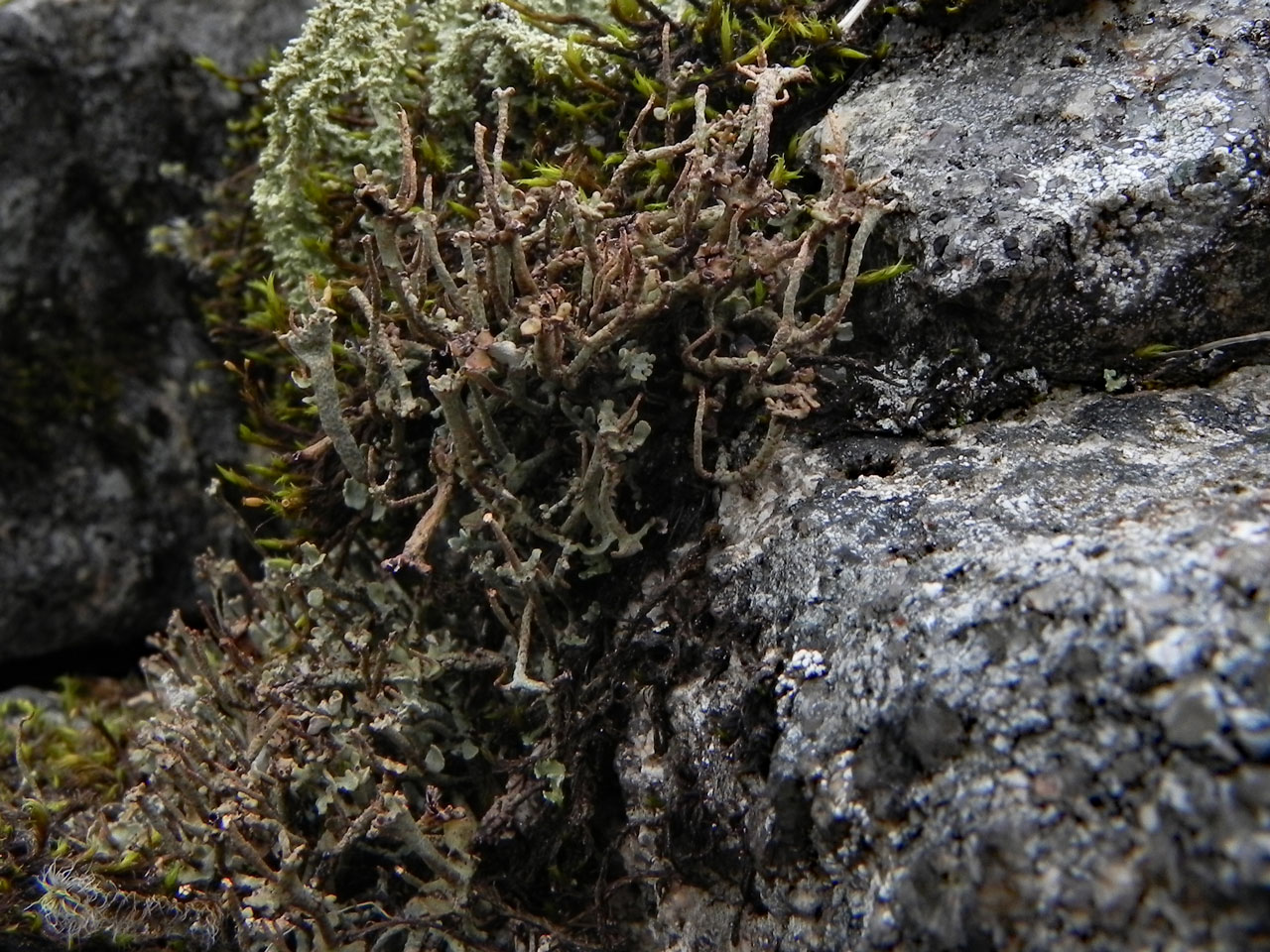 Cladonia trassii, Garbh Choire Mor, Cairngroms