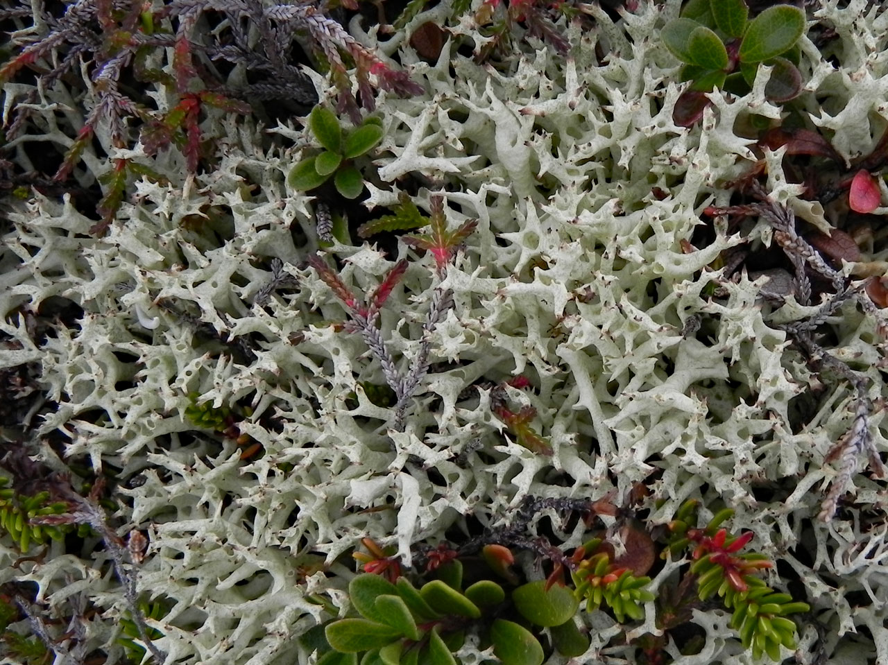 Cladonia uncialis subsp. uncialis, Creag Mhigeachaidh, Glen Feshie, Cairngorms