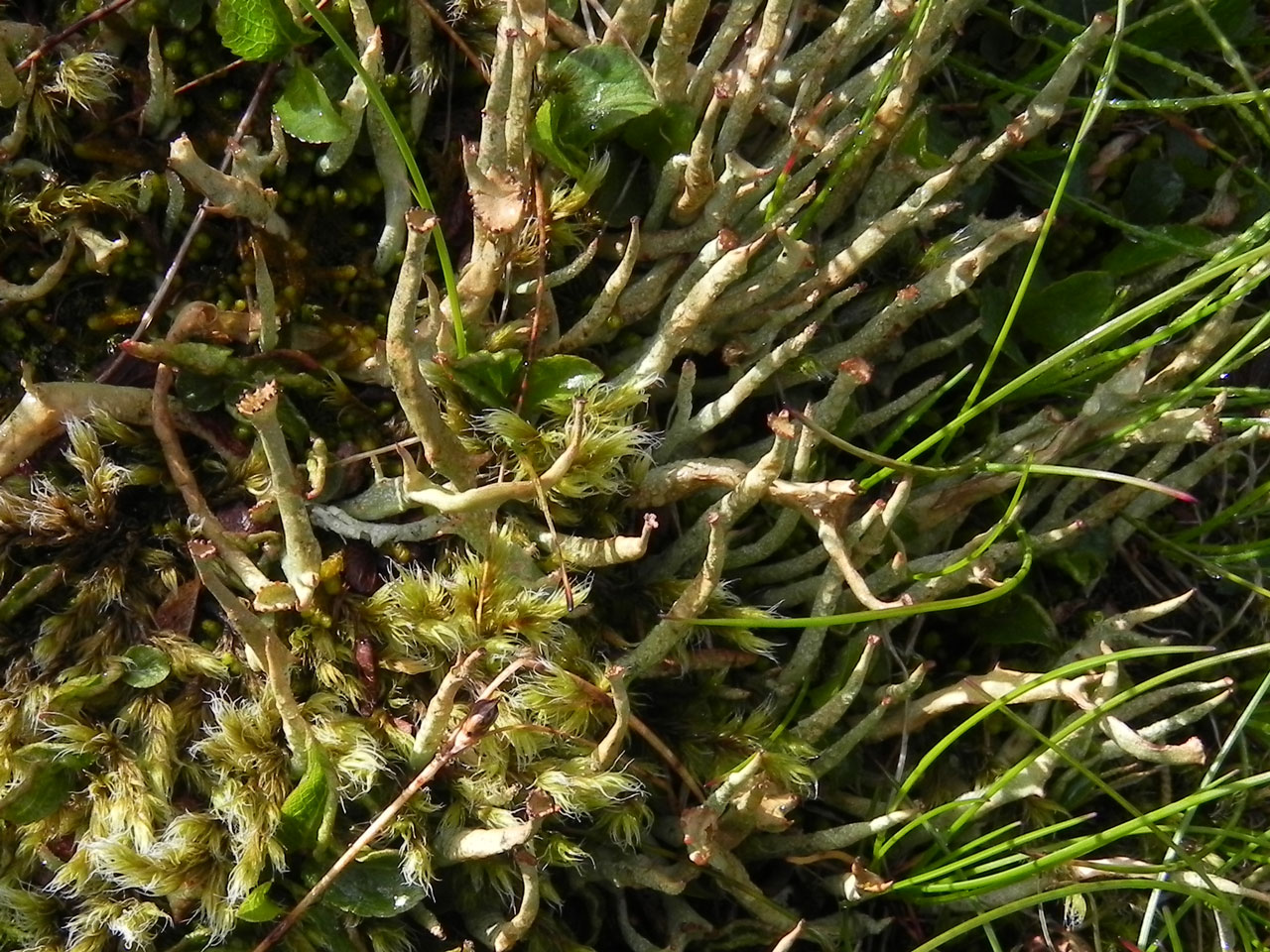 Cladonia maxima, Beinn Macduibh, Cairngorms