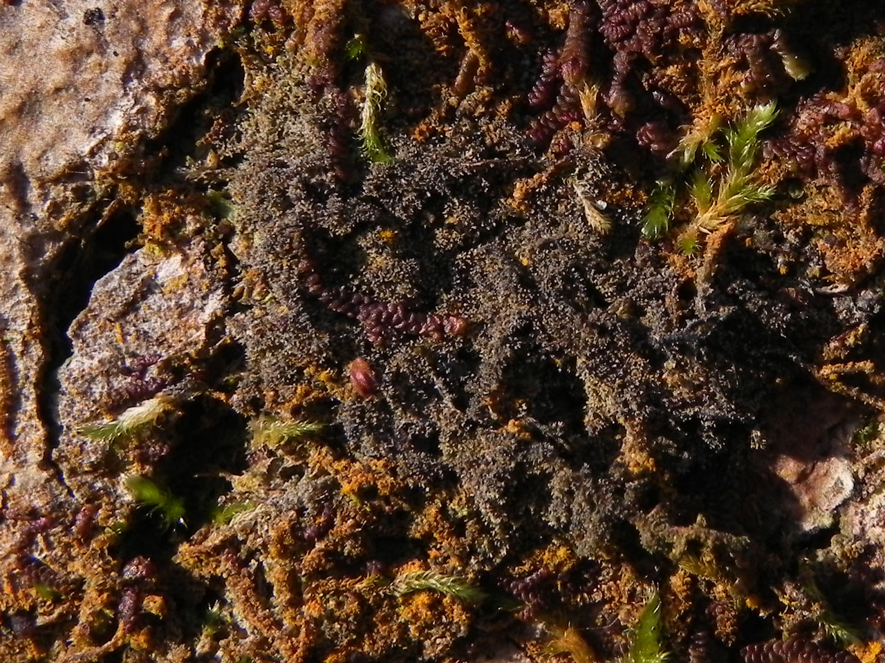 Porina coralloidea, Millook, North Cornwall
