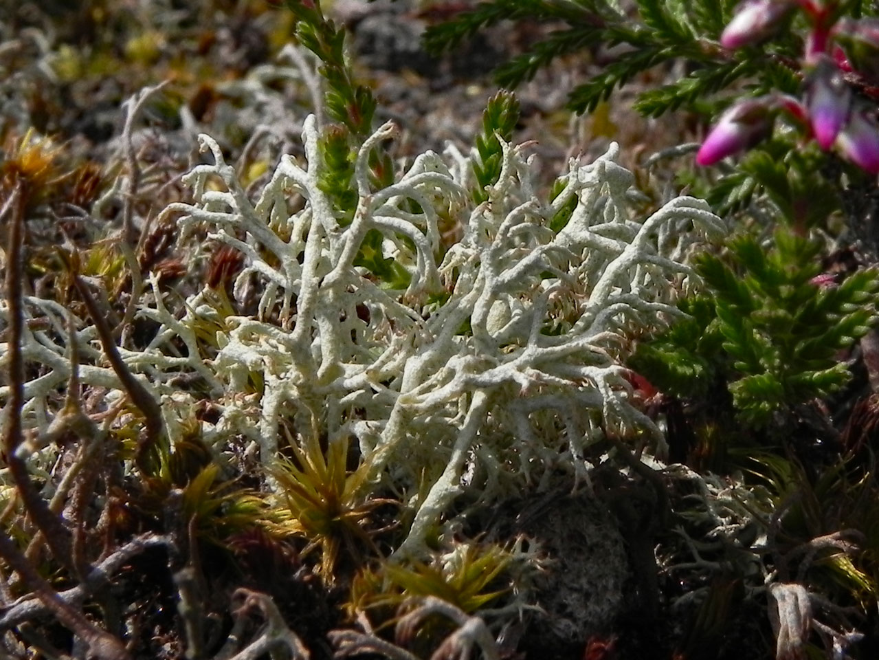 Cladonia arbuscula subsp. squarrosa, Blackbarrow, New Forest