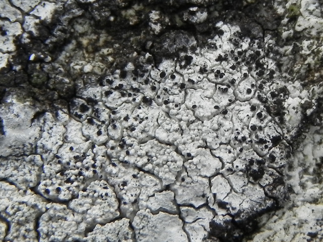 Lepra corallina, Sclerococcum sphaerale, Mynydd Preseli, Pembroke