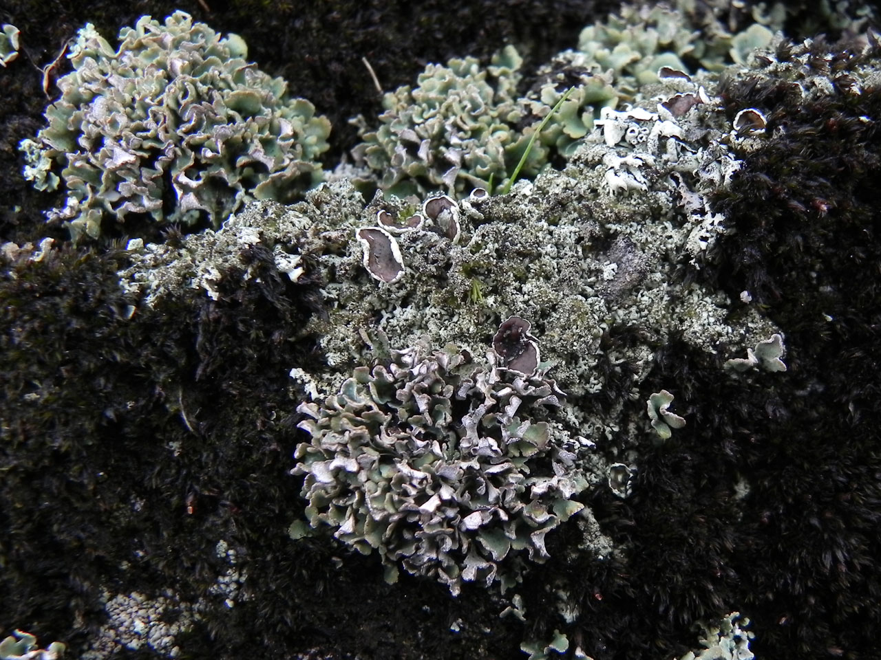 Cladonia subcervicornis, rock crevice, Mynydd Preseli, Pembroke