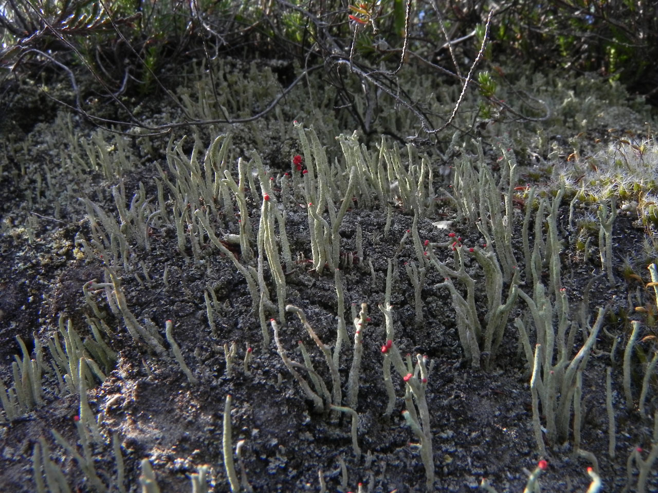 Cladonia macilenta New Forest
