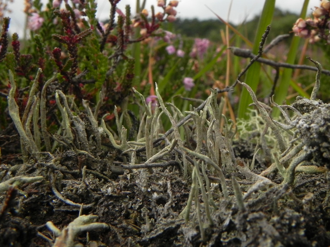 Cladonia rei, White Moor, New Forest