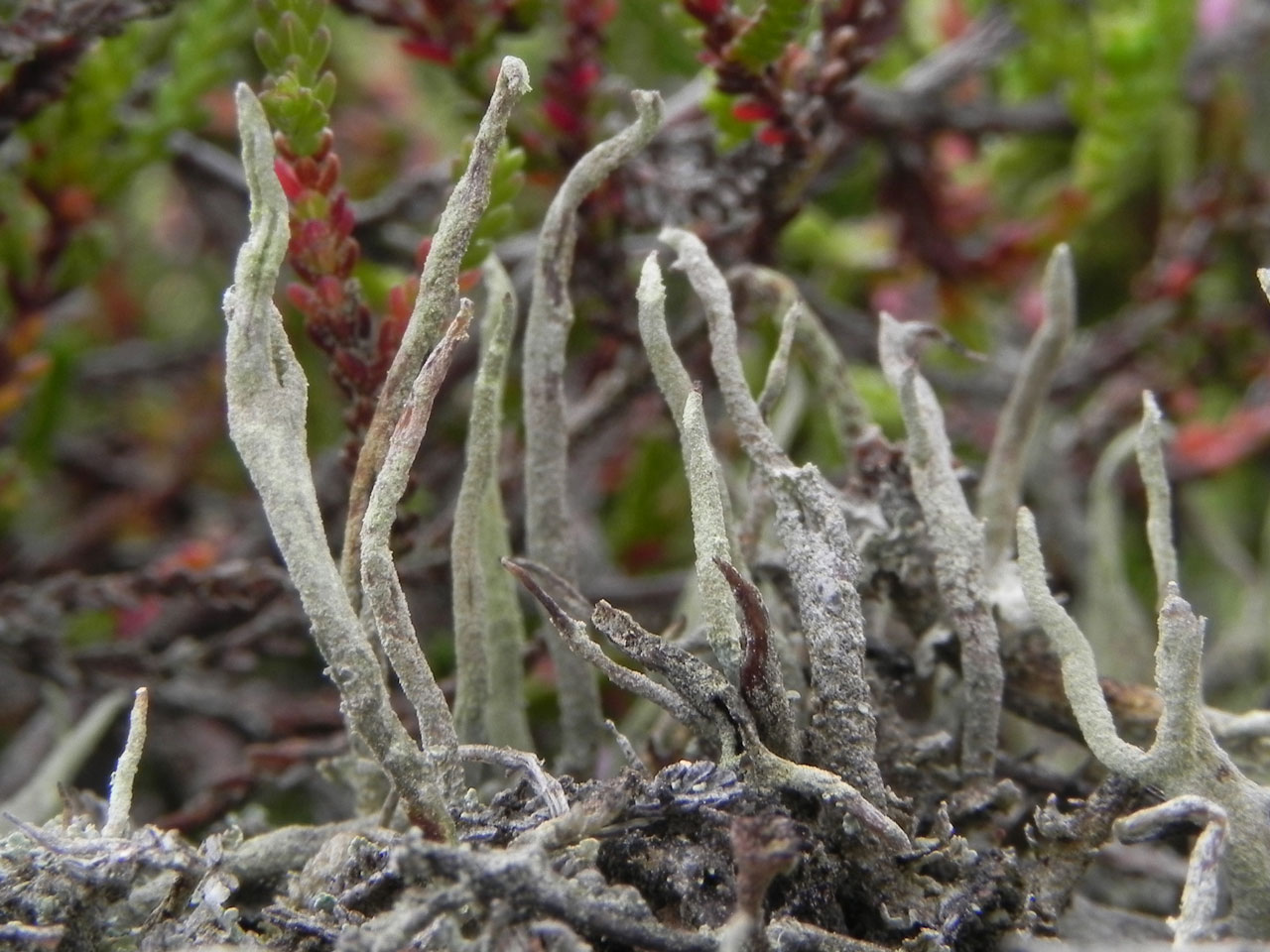 Cladonia rei, White Moor, New Forest