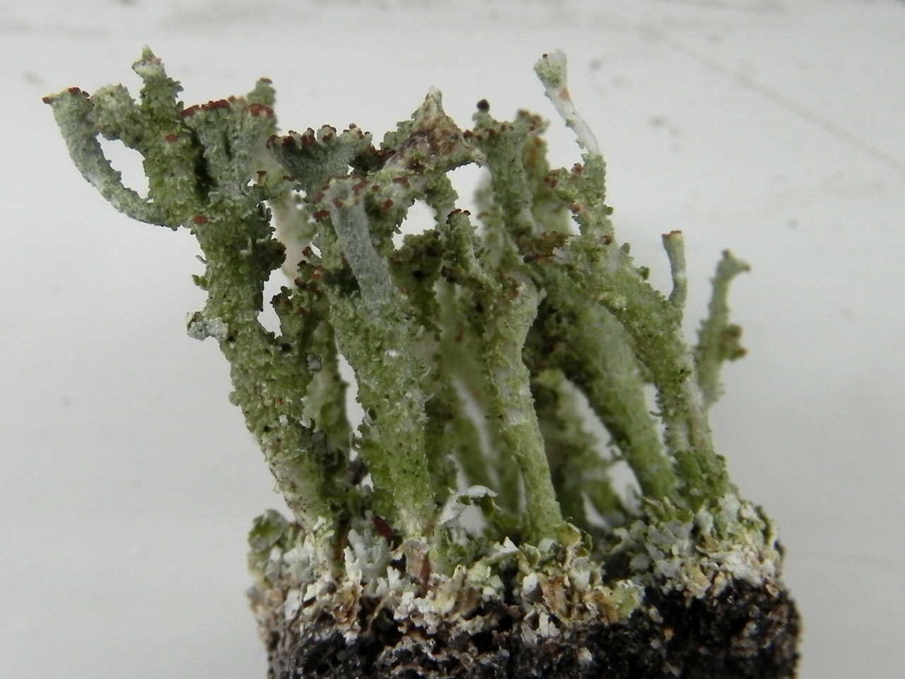 Cladonia ramulosa, White Moor, Lyndhurst, New Forest