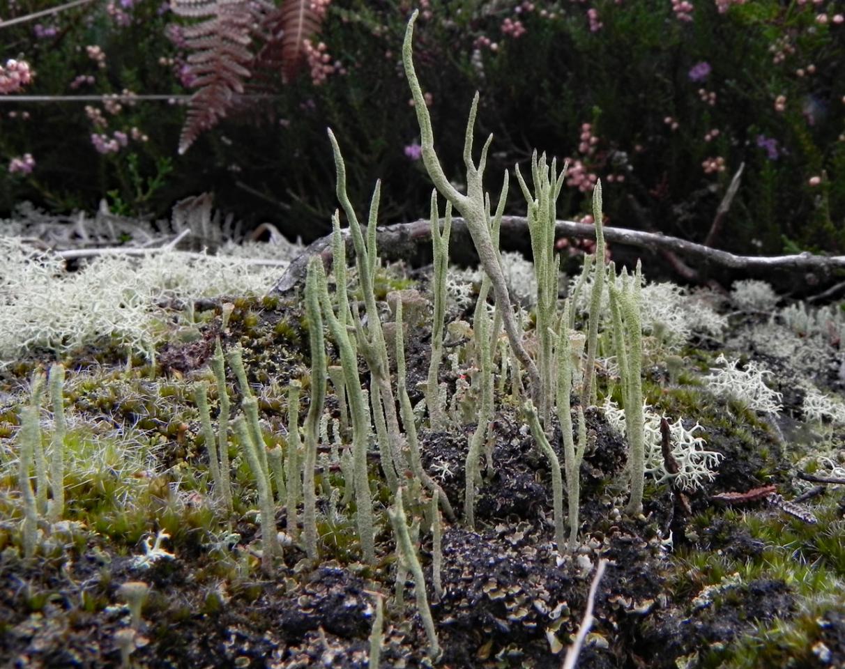 Cladonia subulata, Holmsley Ridge, New Forest