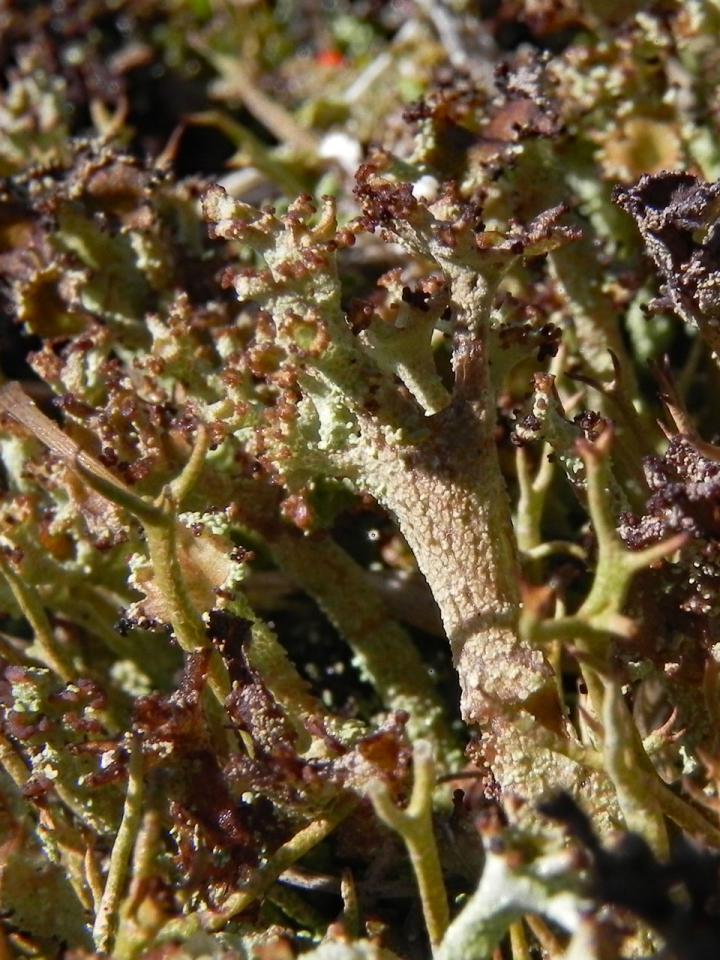 Cladonia squamosa var. subsquamosa, New Forest