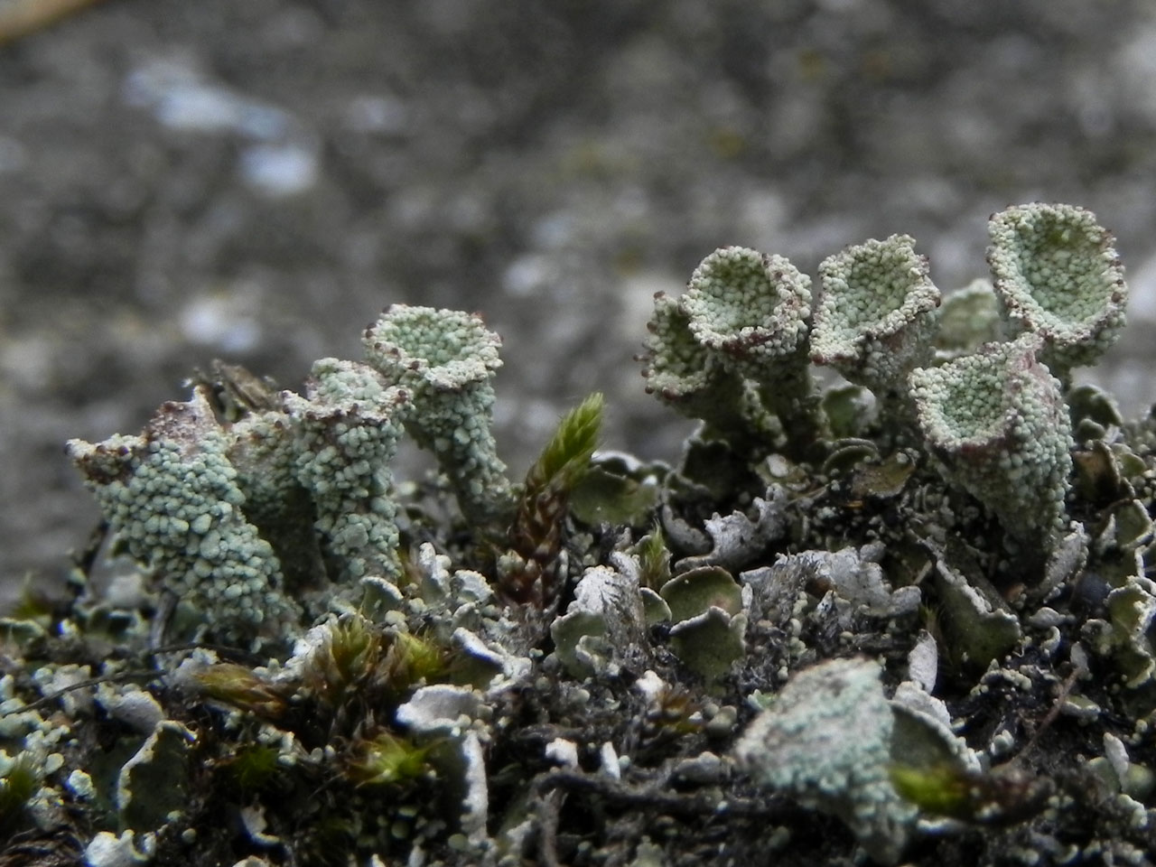 Cladonia humilis schizidiate morph, extreme form, Yew Tree Heath, New Forest