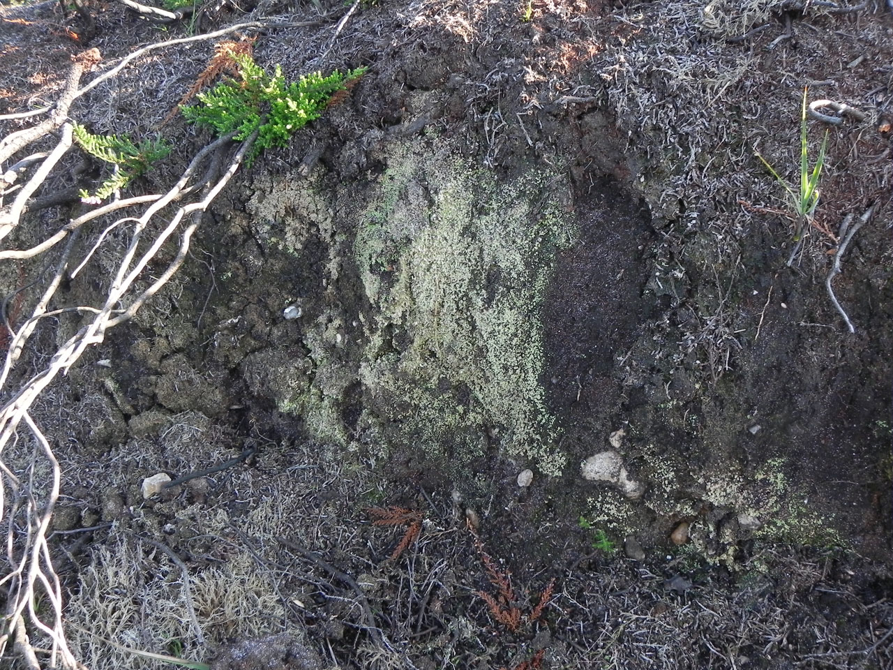 Cladonia incrassata habitat, eroded bank, heathland, fire