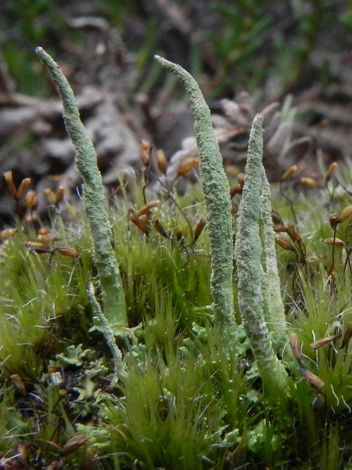 Cladonia cornuta, Goatspen Plain, New Forest