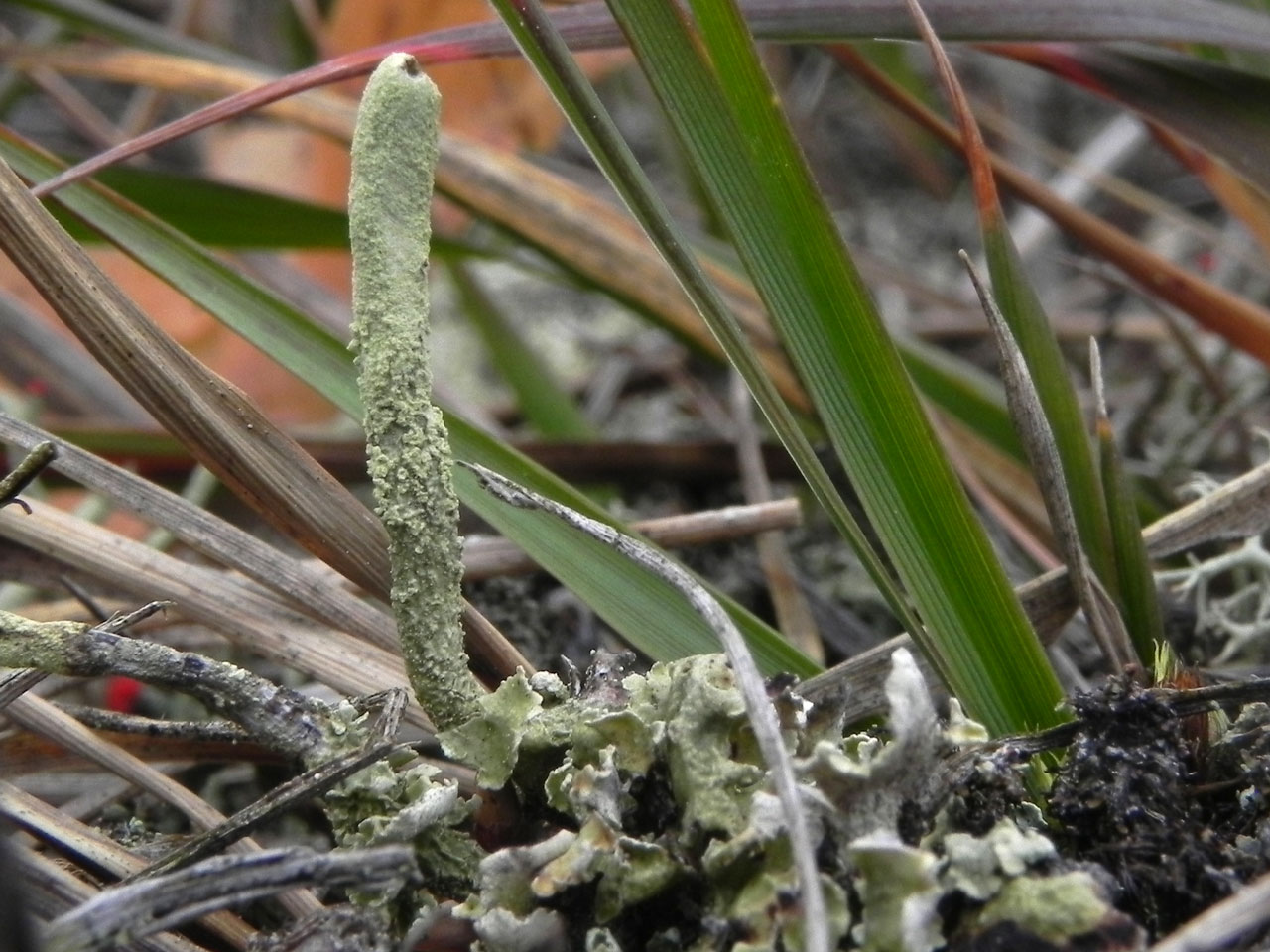 Cladonia sulphurina, New Forest
