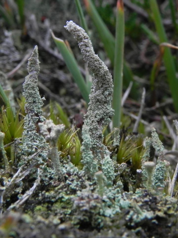 Cladonia glauca, Ogden’s Purlieu, New Forest
