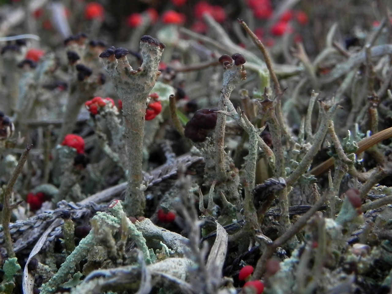 Cladonia phyllophora, White Moor, Lyndhurst, New Forest