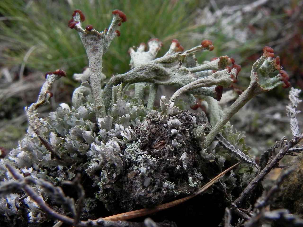 Cladonia phyllophora, Ogdens, New Forest