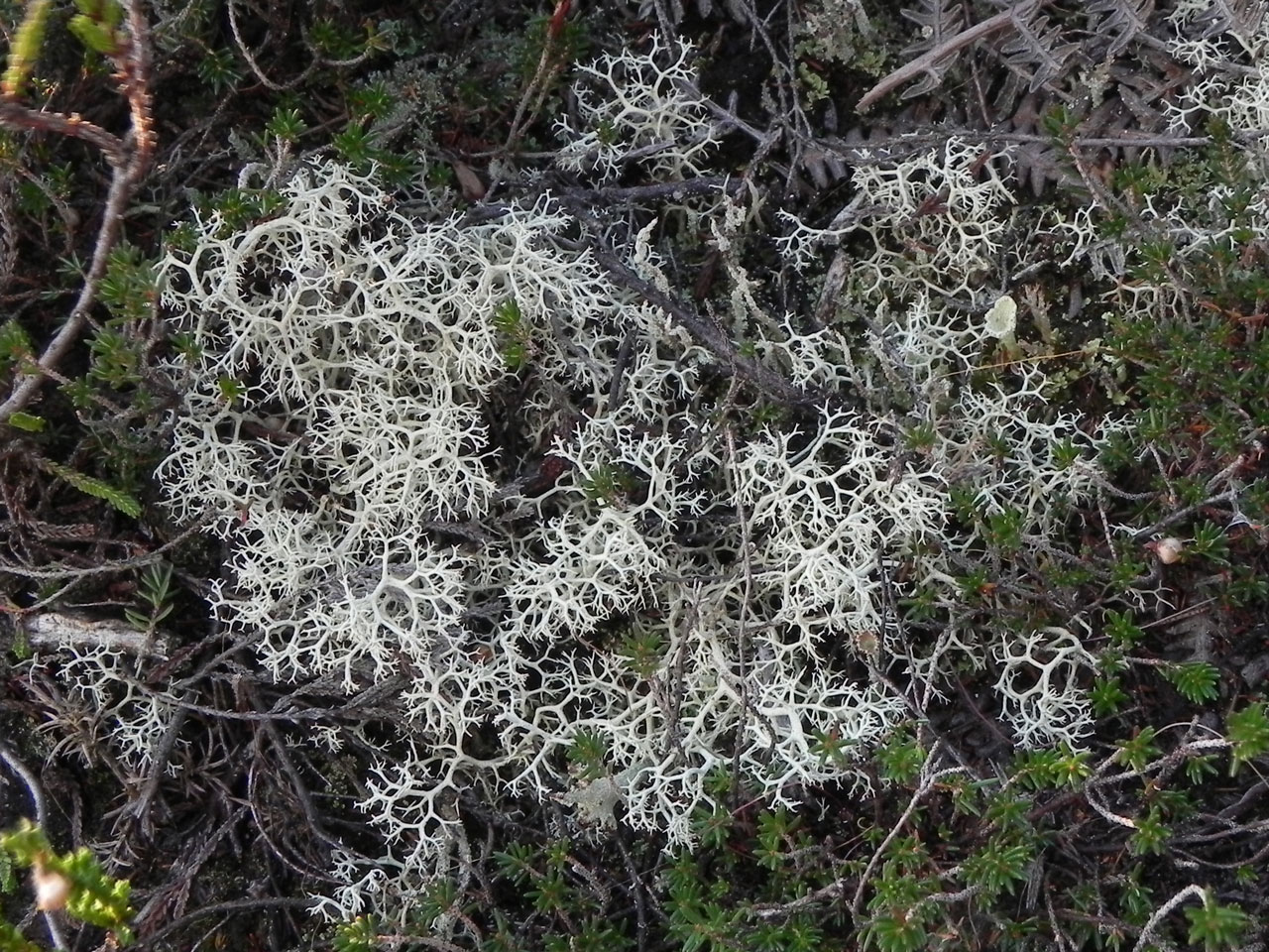 Cladonia mediterranea, Ogdens Purlieu, New Forest