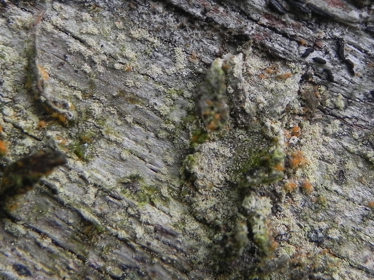 Schizotrema quercicola, Glendalough, Co Wicklow