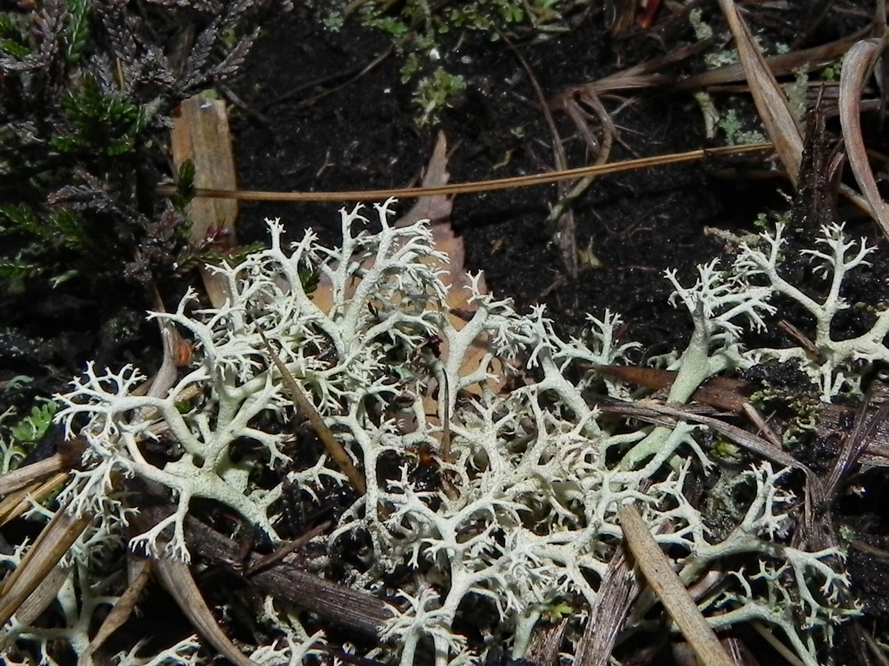 Cladonia portentosa, Matley Heath, New Forest