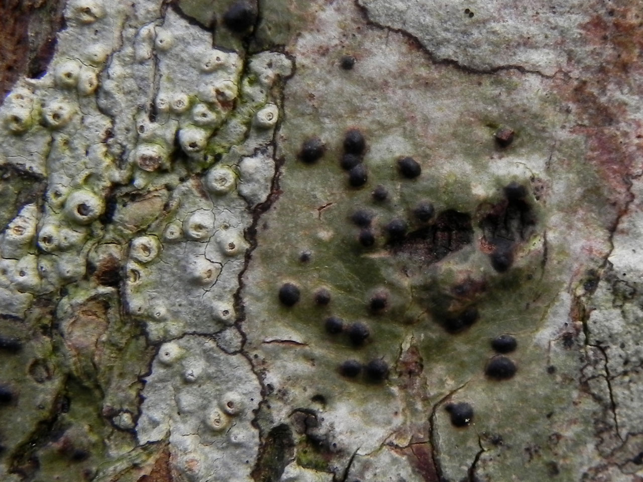 Pyrenula acutispora, Parc Dolmelynllyn, Meirionnydd
