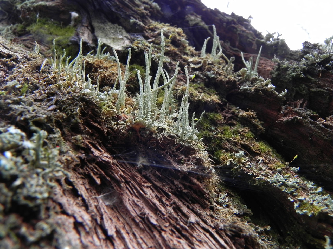 Cladonia macilenta woodland