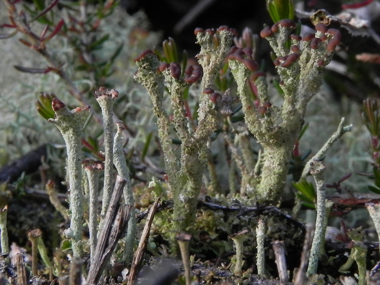 Cladonia phyllophora & Cladonia ramulosa, hollow way in heathland, The Ridge, Lyndhurst 