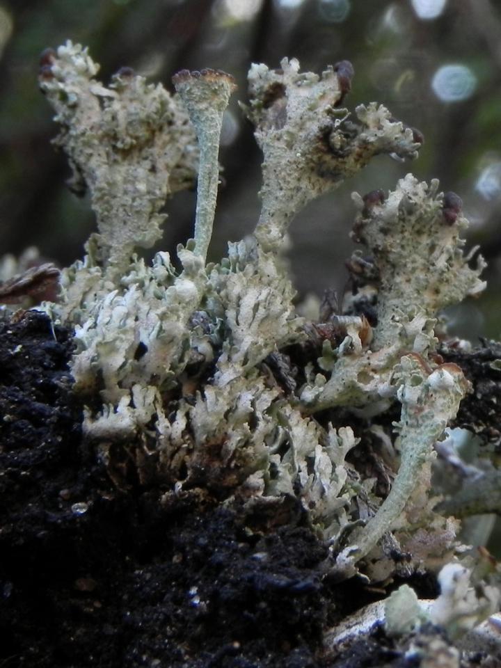 Cladonia phyllophora, Rock Hill, Burley, New Forest