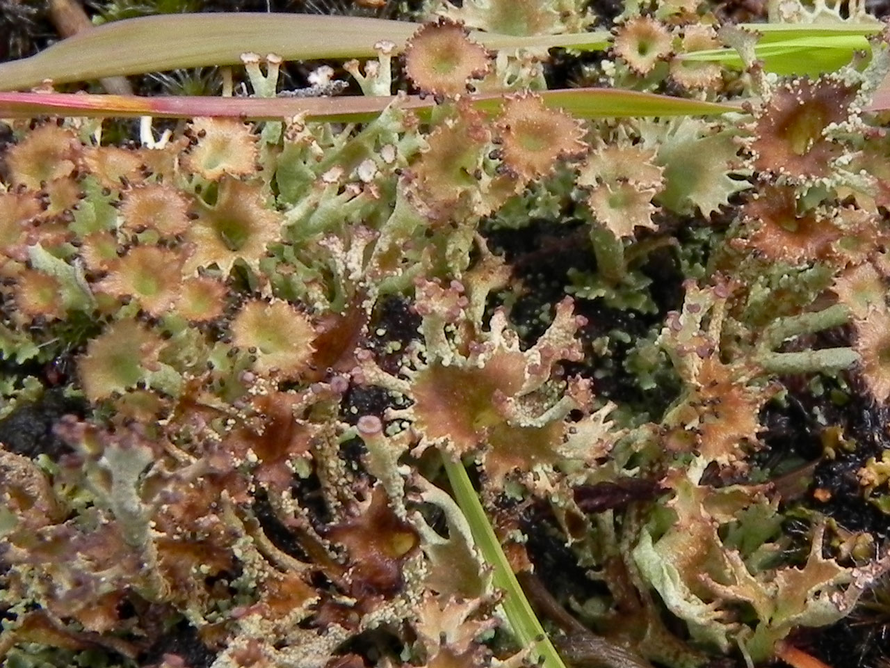 Cladonia squamosa var. subsquamosa, New Forest