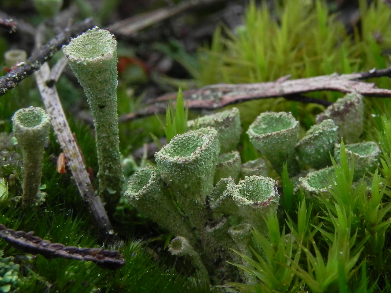 Cladonia cryptochlorophaea, New Forest