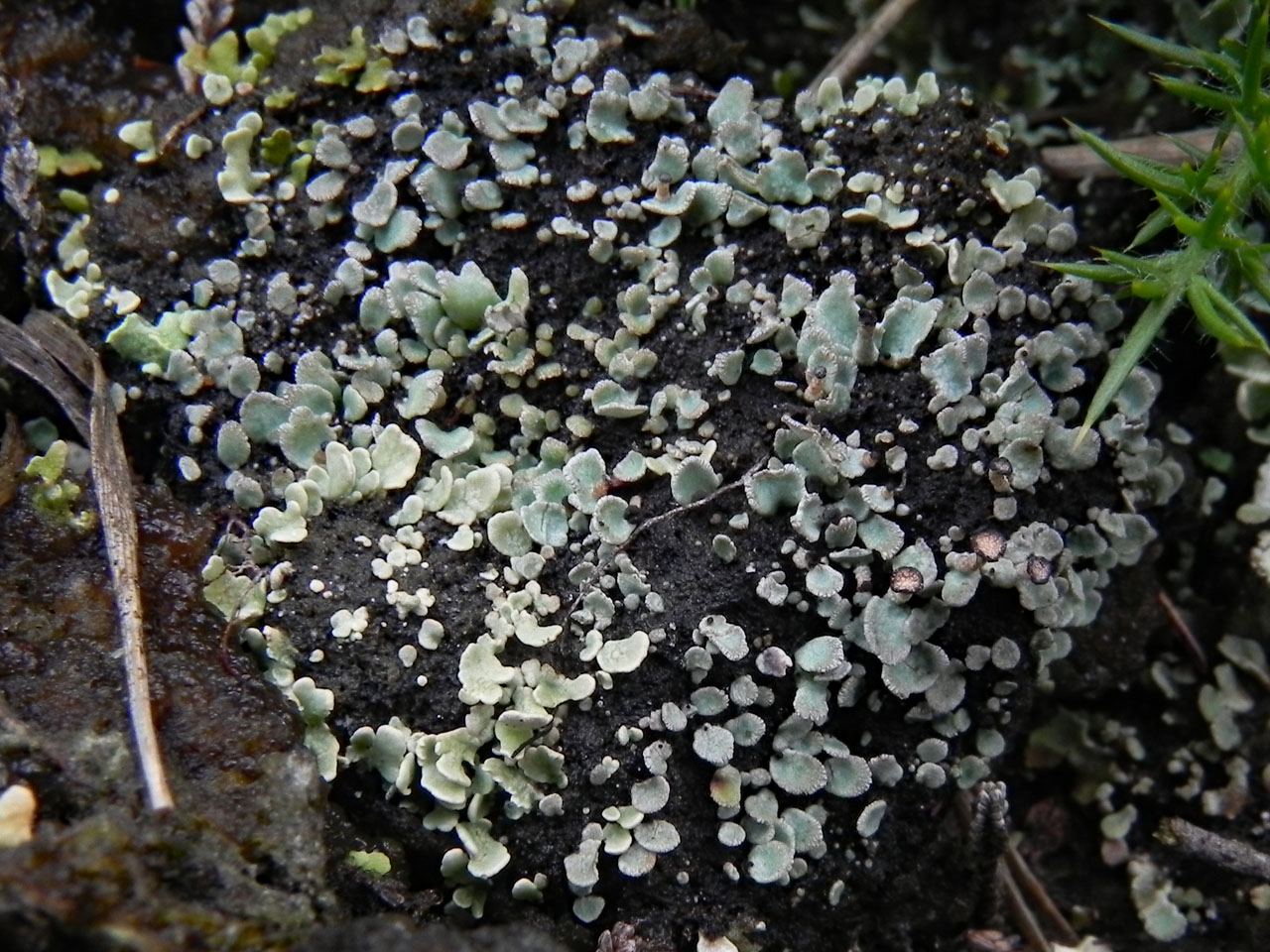 Cladonia subcervicornis, Cladonia strepsilis, young, Dibden Bottom, New Forest