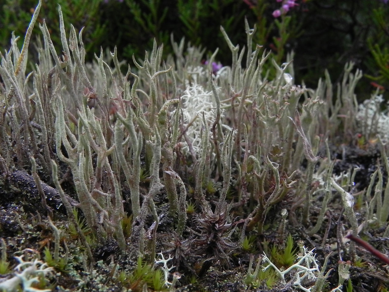 Cladonia rei, Woolmer Forest, N, Hampshire