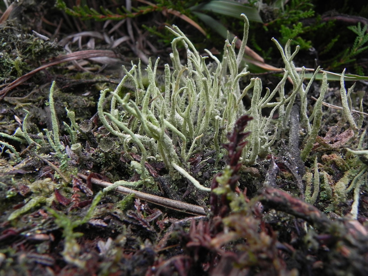 Cladonia macilenta, Woolmer Forest