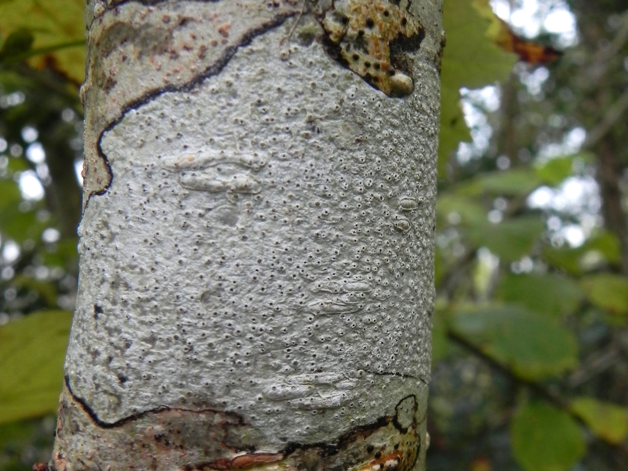 Crutarndina petractoides, Clonbur Wood, Co Mayo