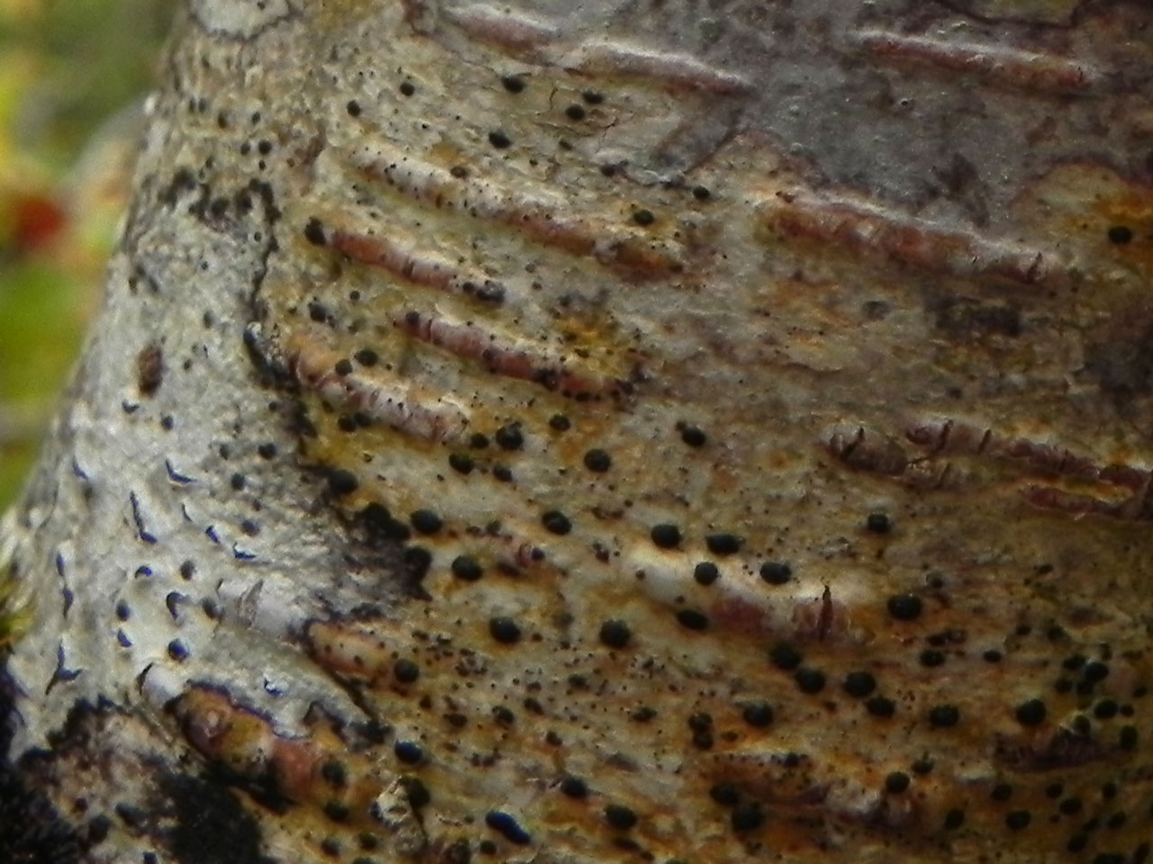 Pyrenula occidentalis, Clonbur Wood, Co. Mayo