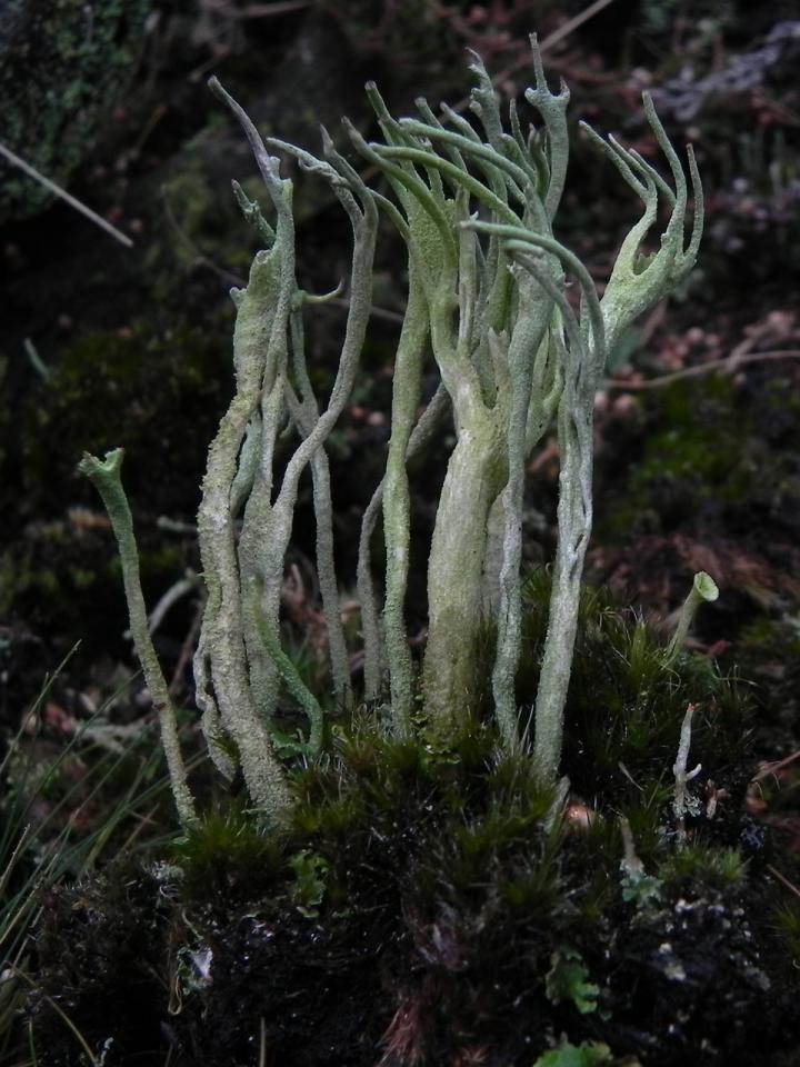 Cladonia subulata, Dibden Bottom, New Forest