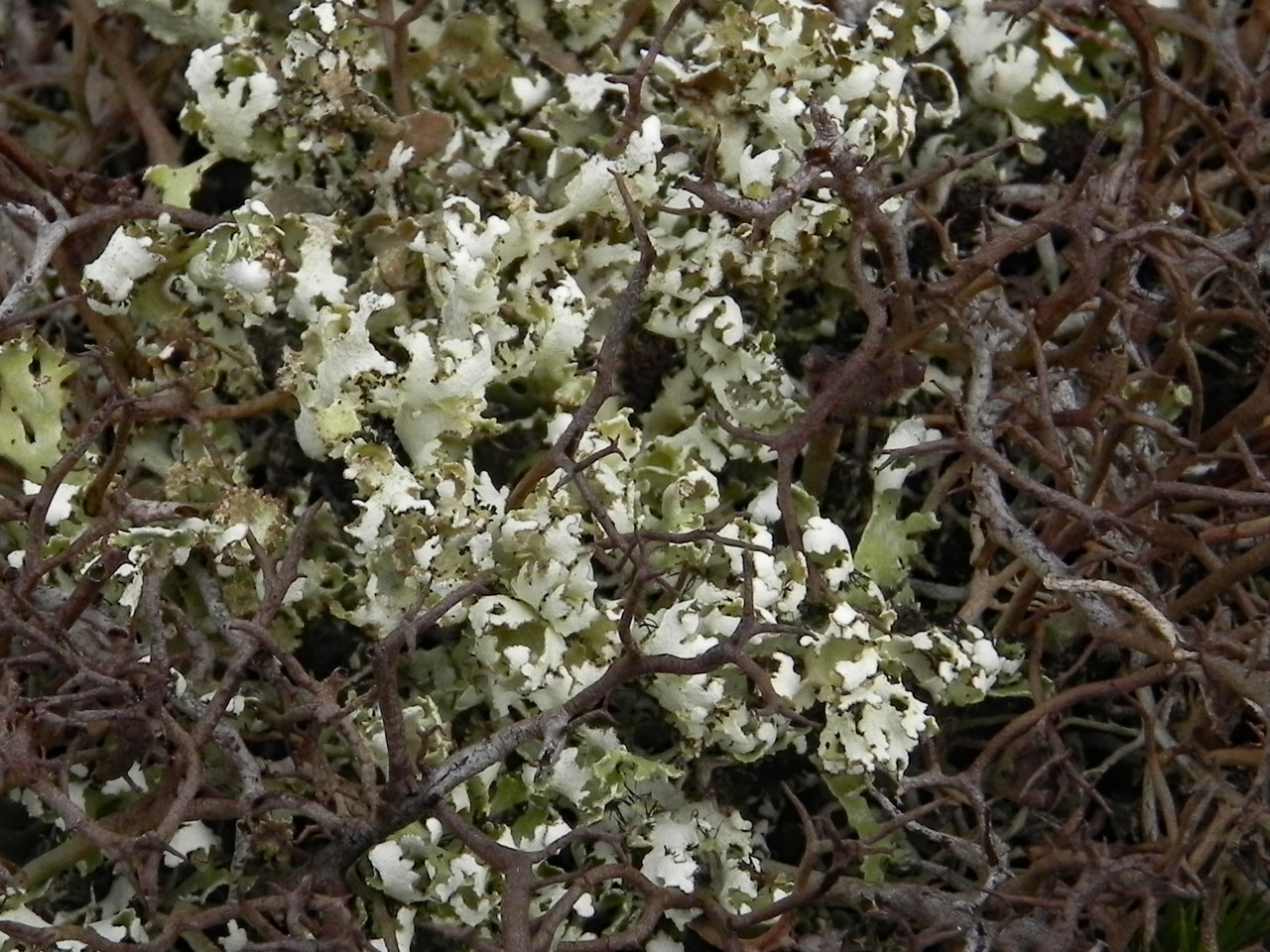 Cladonia foliacea, Browndown, Hampshire 