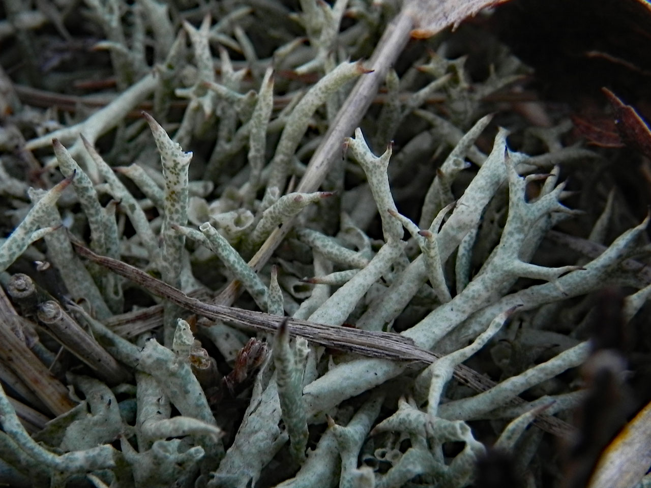 Cladonia uncialis subsp. biuncialis, Shatterford Bottom, New Forest