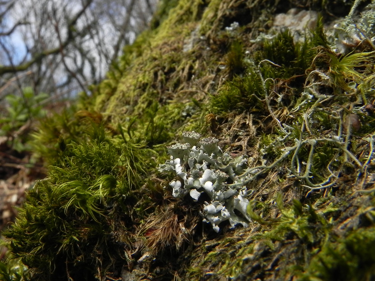 Cladonia cyathomorpha on mossy granite