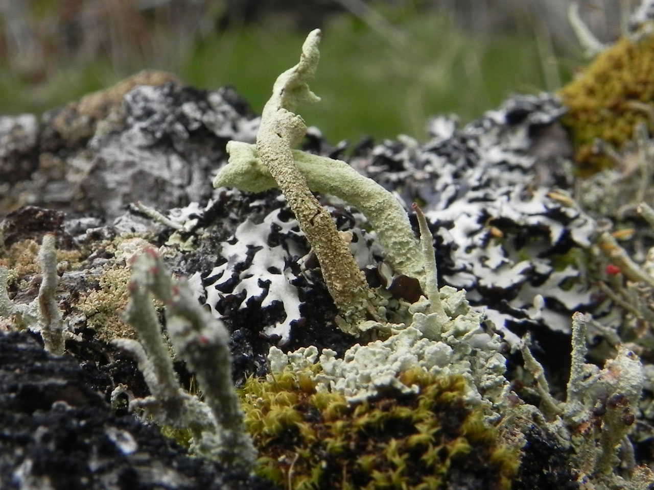 Cladonia sulphurina, Dalkeith Old Wood