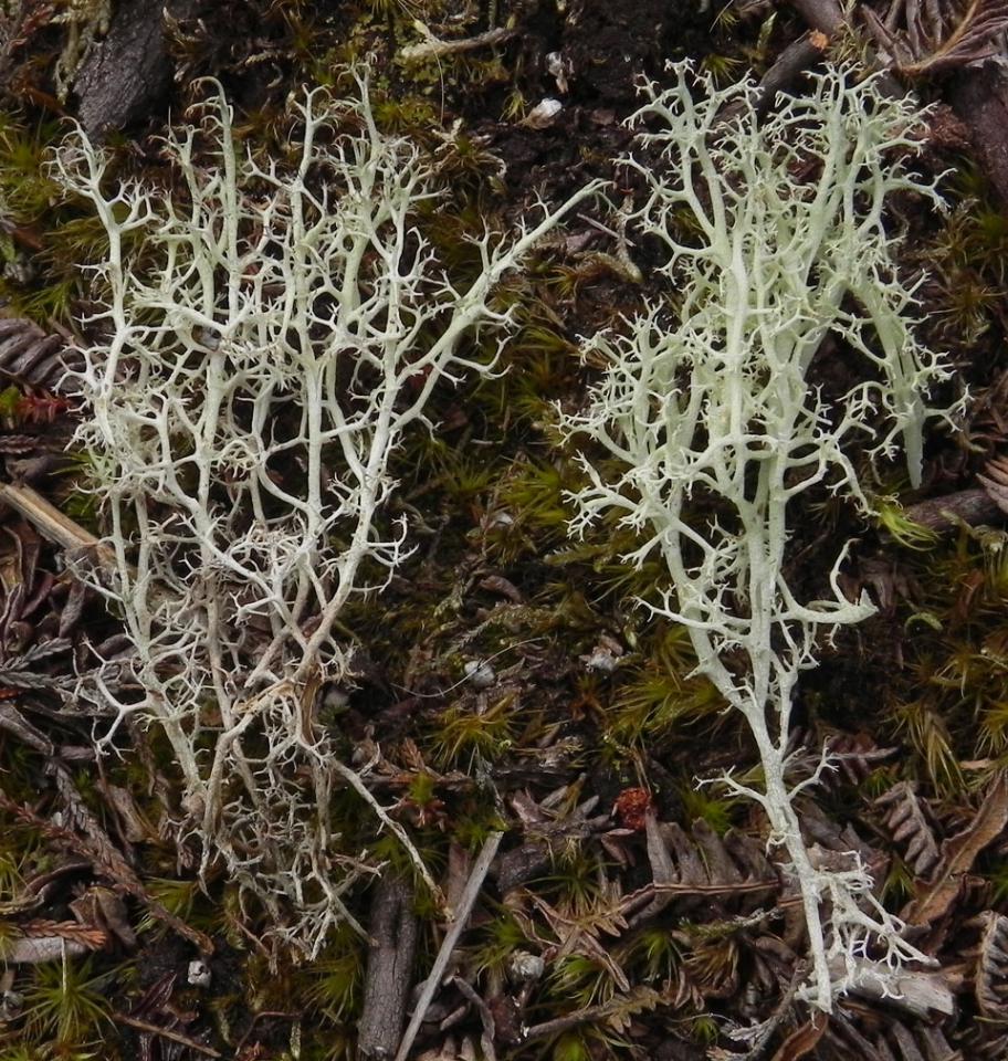 Cladonia ciliata var. tenuis & Cladonia portentosa, Wilverley Plain, New Forest
