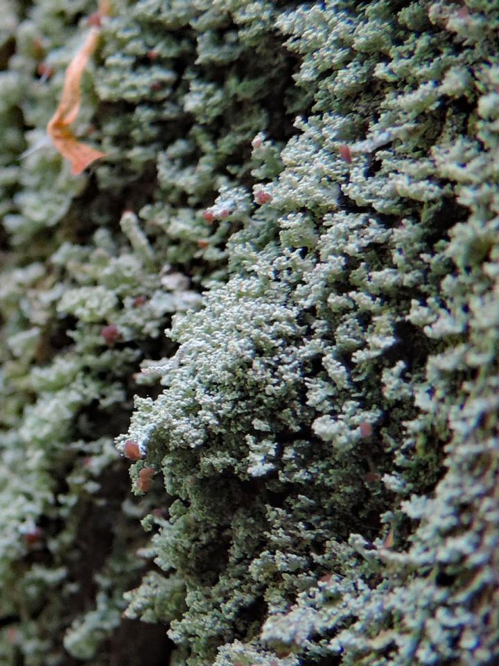 Cladonia parasitica, Denny Wood, New Forest