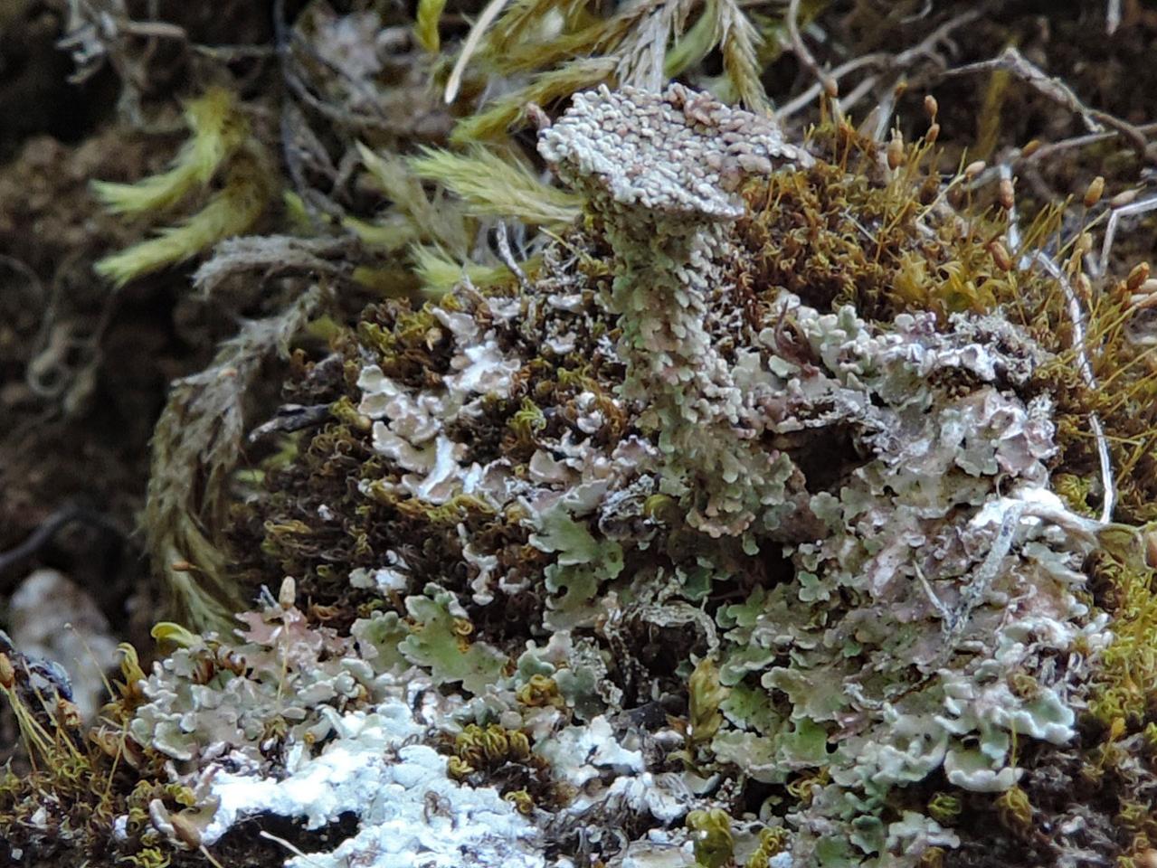 Cladonia pocillum, Micheldever, Hampshire